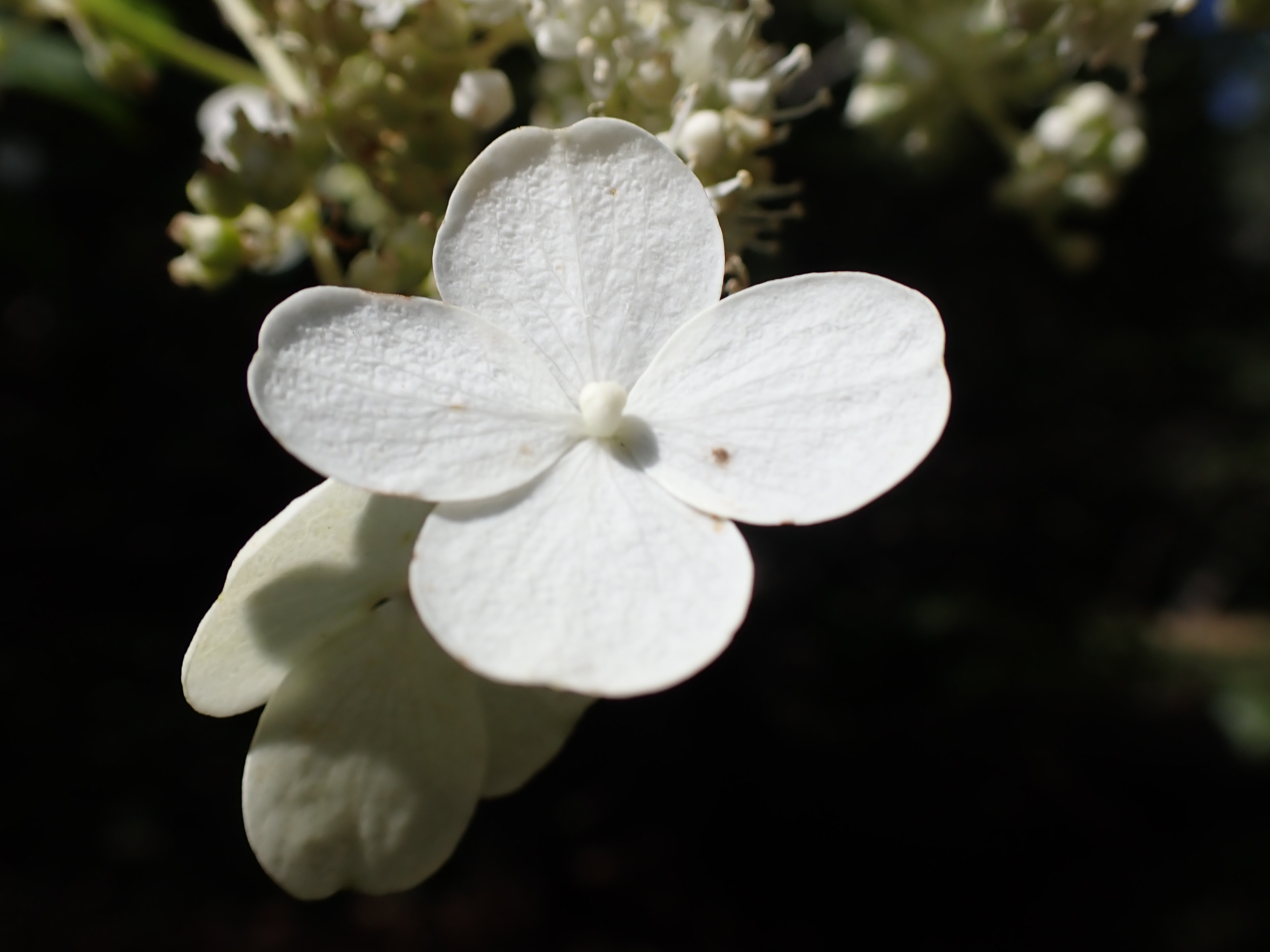 ノリウツギの装飾花の写真