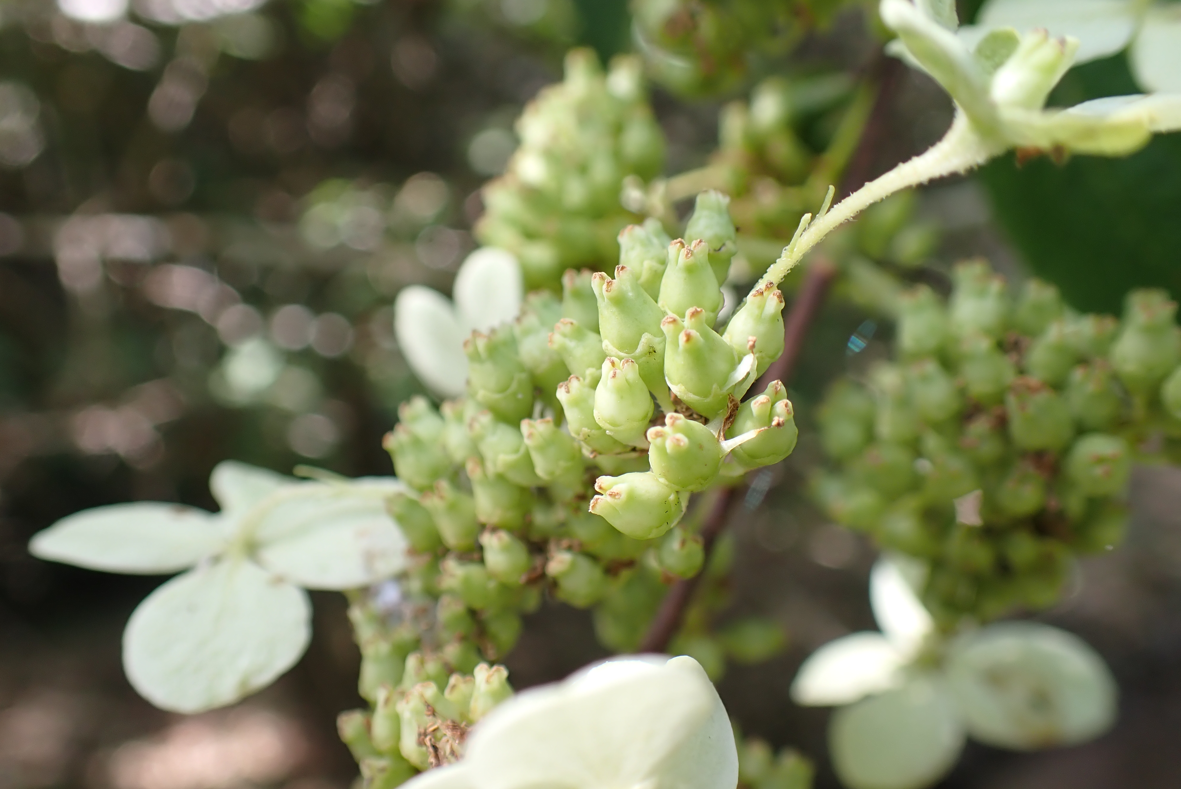 ノリウツギの若い果実の写真