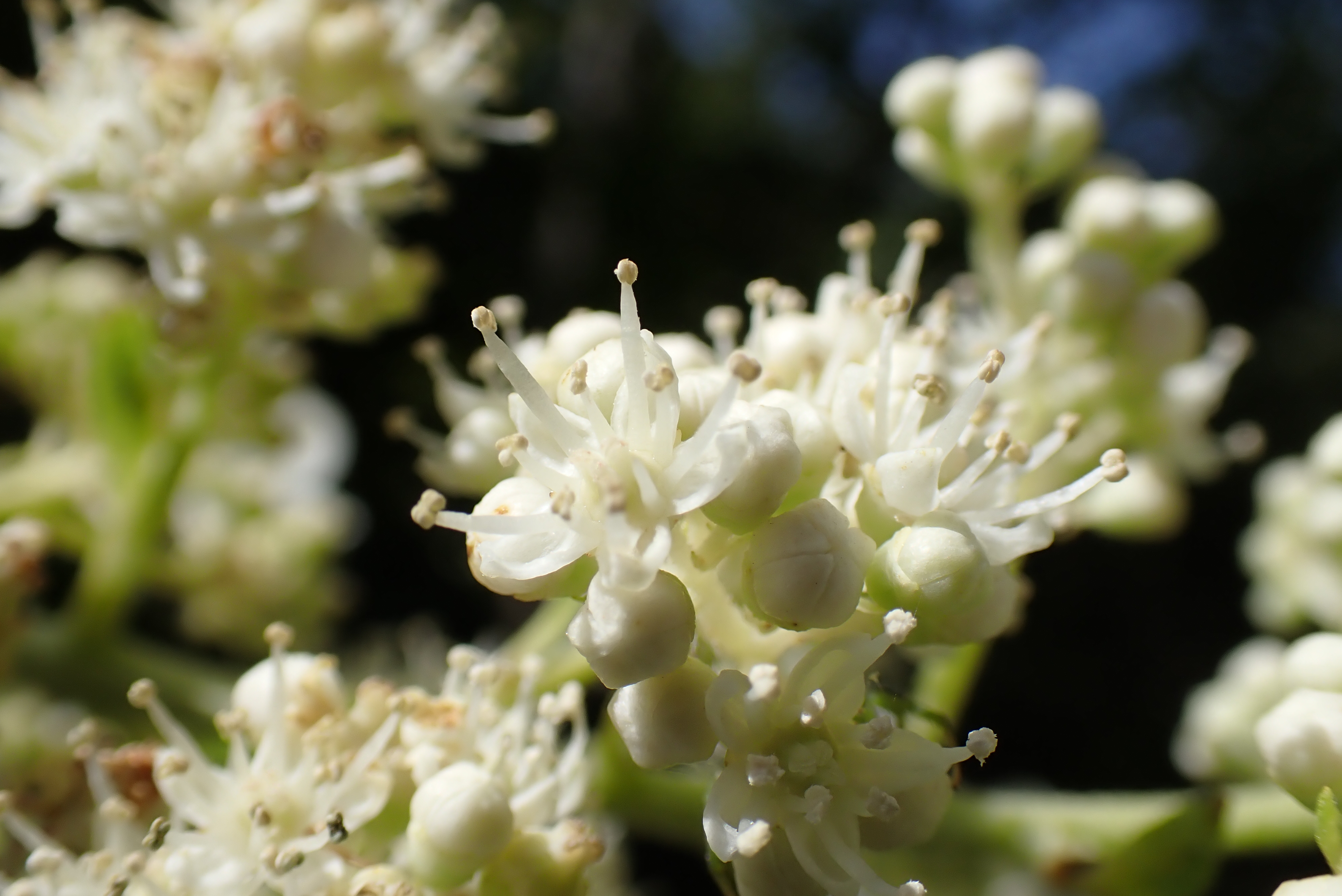 ノリウツギの両性花の写真