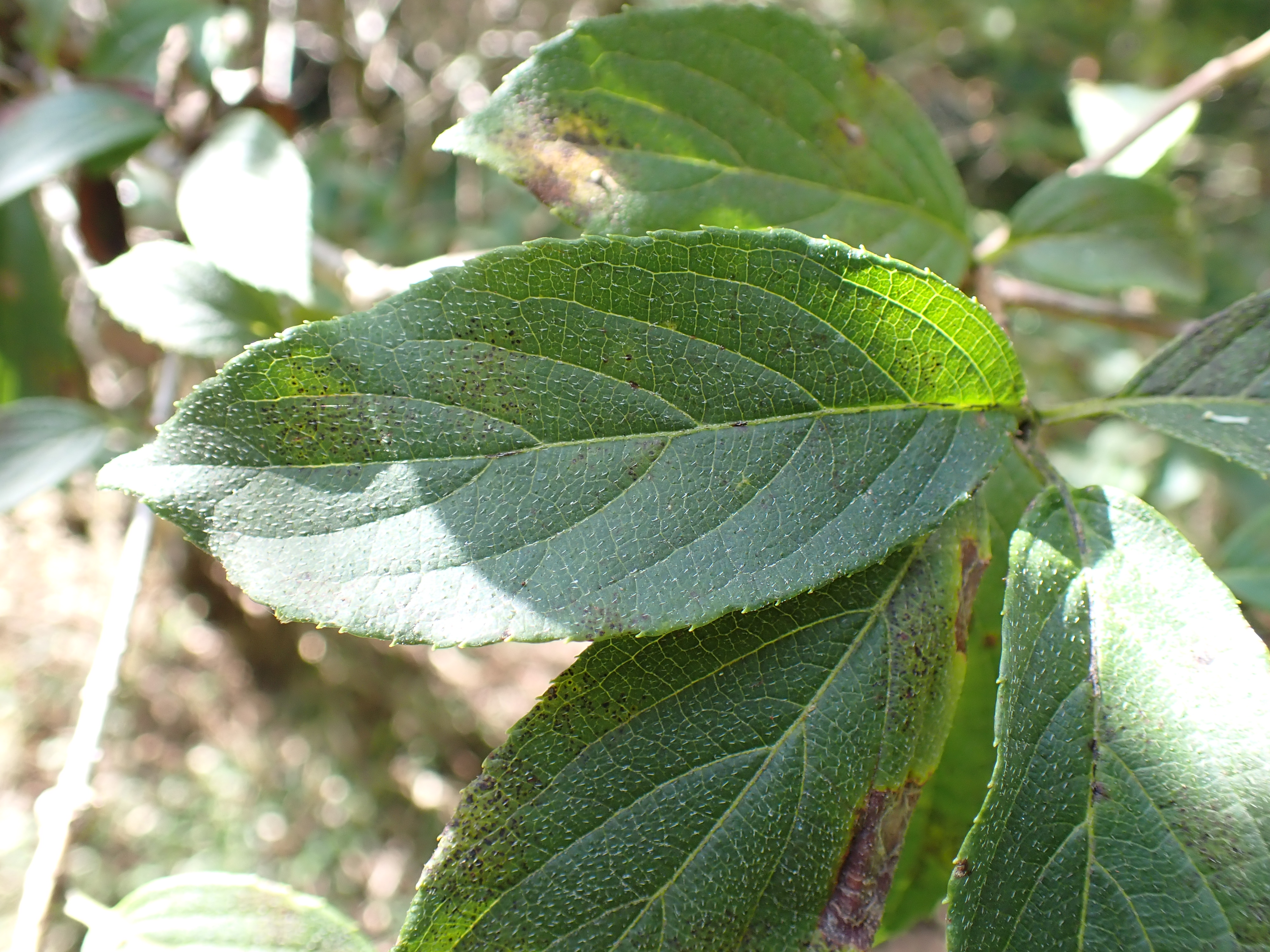 ノリウツギの葉の写真
