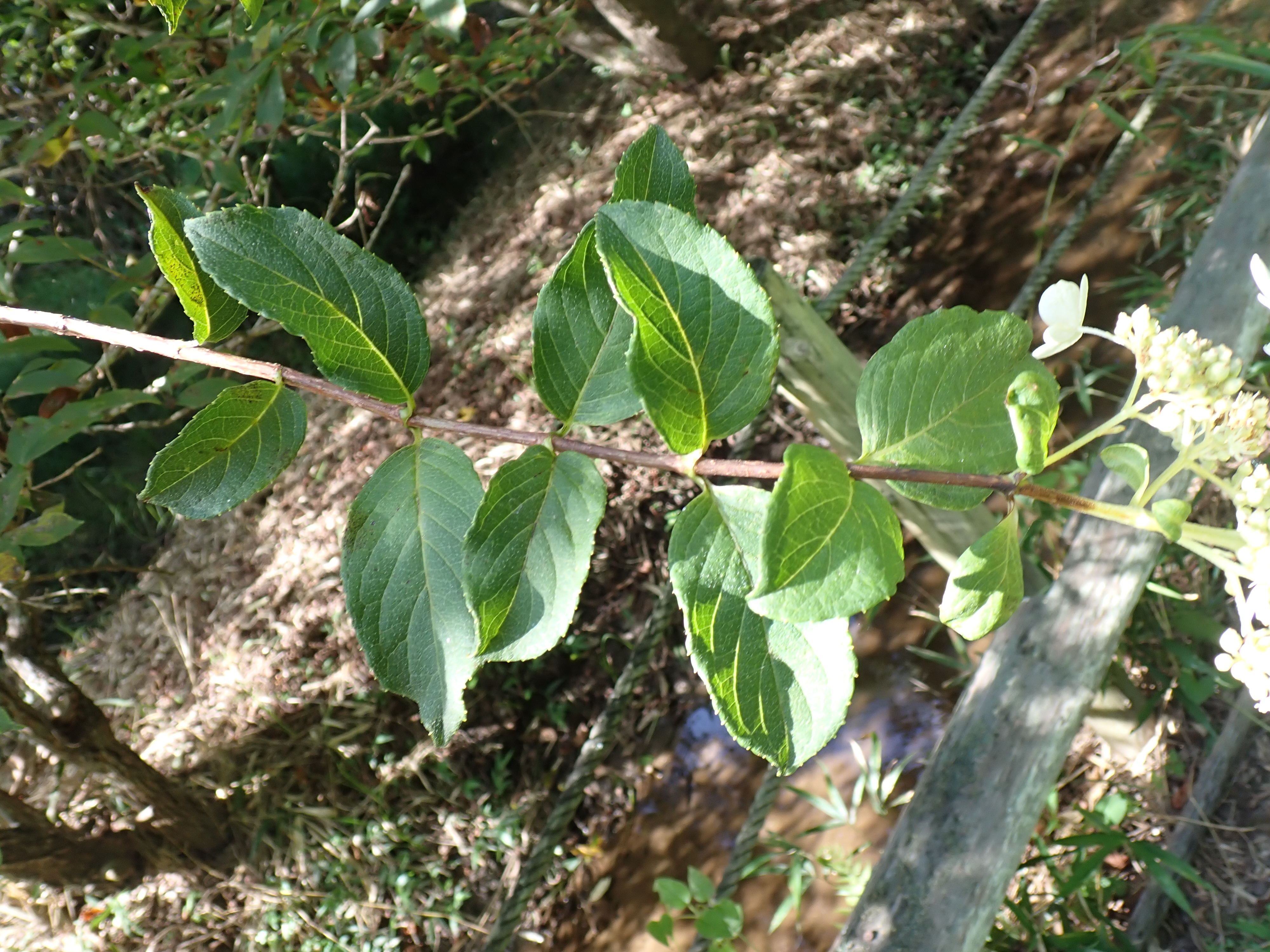 ノリウツギの葉の写真２