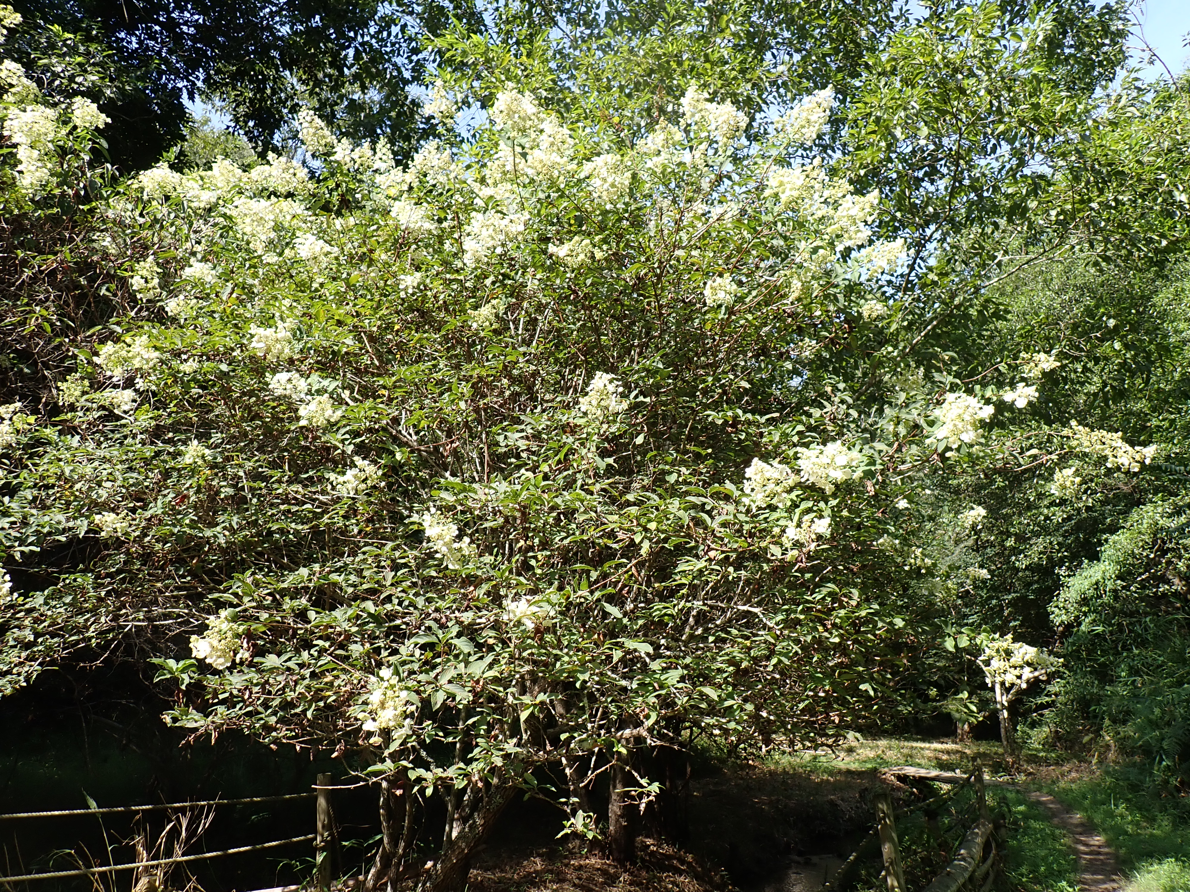 ノリウツギの全体の写真