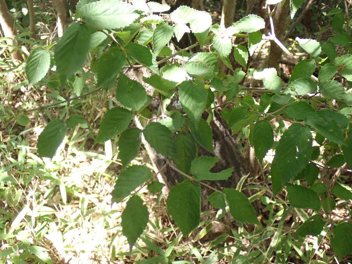 コバノガマズミ | フィールドアーカイブス