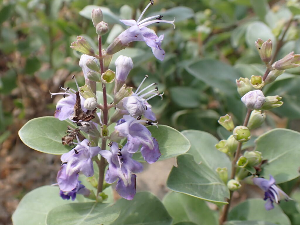 ハマゴウの写真